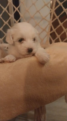 V&amp;acirc;nd căței bichon mini toy 3 fetițe! foto