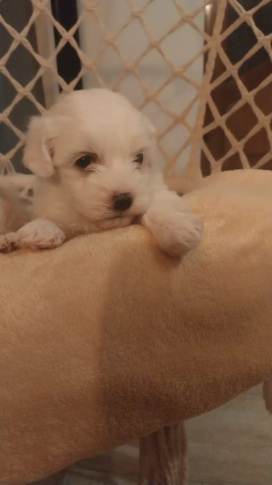 V&acirc;nd căței bichon mini toy 3 fetițe!