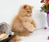 Motănel Scottish Straight Longhair, cream-orange, deține Pedigree
