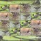 DB1 Fauna WWF Insulele Cook Pasari MS MNH
