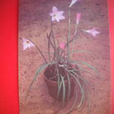 HOPCT 87014 ZEPHYRANTHES GRANDIFLORA LINDL-CARTE POSTALA FLORI RUSIA-NECIRCULATA