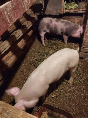 Purcei de v&amp;acirc;nzare foto