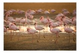 Tablou Canvas, "Dansul flamingo la apus", Roz, Flamingo, Apus, Grup, Apă, Mișcare, Cer., 39 x 26 cm, CMCLASS