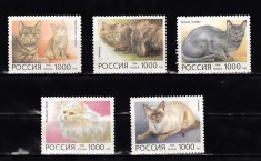 A10 S1 8 - Timbre foarte vechi - Rusia - pisici - 1996