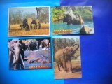 HOPCT LOT NR 1032 ELEFANT/ELEFANTI--FAUNA -4 CARTI POSTALE-CIRCULATE, Circulata, Printata