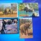 HOPCT LOT NR 1032 ELEFANT/ELEFANTI--FAUNA -4 CARTI POSTALE-CIRCULATE