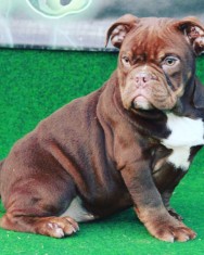 American bully exotic foto