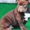 American bully exotic