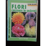 FLORI CULTIVATE IN GRADINA - ELENA SELARU