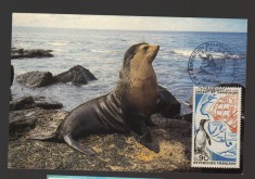 CPIB 21732 - CARTE POSTALA - TINUTURILE SUDICE. FOCA, INSULA AMSTERDAM
