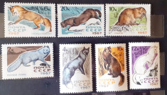Rusia 1967 fauna animale, vulpi, SERIE 7V. MNH, foto