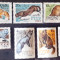 Rusia 1967 fauna animale, vulpi, SERIE 7V. MNH,