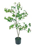 Cumpara ieftin Artar verde in ghiveci 15 x 90 cm