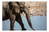 Tablou Canvas, "Elefant &icirc;n apropierea apei albastre", Elefant, Trunchi, Apă, Peisaj, Urechi, Natură, Textură, Maro, Reflecție, 39 x 26 cm, CMCLASS