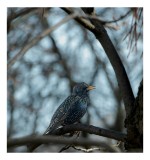 Tablou Canvas, "C&acirc;ntul mierlei &icirc;n pădurea tăcută", Penițe, Gene, Ramură, C&acirc;ntec, Păsărele, Creangă, Lumină, &Icirc;nalt, Natură, Albastru, 26 x 39 cm, CMCLA