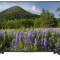 Televizor Sony 55XF7005 UHD SMART LED, 139 cm