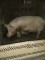 Animale domestice - 2