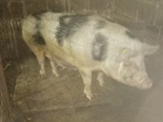 Scroafa gestanta in 2 luni la a 2 fatare foto