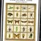 PALAU 1999, Fauna, Insecte, serie neuzata, MNH