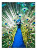 Tablou Canvas, "M&acirc;ndria păunului &icirc;n grădină exotică", Elegant, Strălucitor, Colorat, Regal, Simetric, Exuberant, 26 x 39 cm, CMCLASS