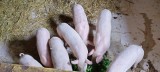 Porci de vanzare