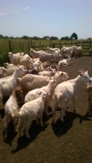 Vand urgent 50 de capre de lapte ?i 20 de iezi foto