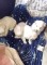 Căței Bichon havanez - 4