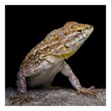 Tablou Canvas, "Şop&acirc;rla &icirc;n așteptarea soarelui dimineții", Șop&acirc;rlă, Texturat, Piele, Culoare, Contrast, Umbră, Privire, Detalii, Natură, Reptilă, 26 x