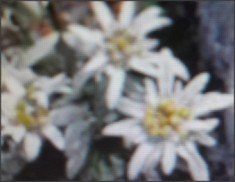 4 ghivece cu plante flori de colt foto