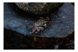 Tablou Canvas, "Crabul solitar pe st&acirc;ncă umedă", Crab, Rock, Water, Nature, Textured, Natural, Dark, Claws, Wild, Environment, 39 x 26 cm, CMCLASS