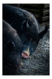 Tablou Canvas, "Doi porci &icirc;n ploaie de primăvară", Negru, Textură, Nas, Blană, Urechiușe, Solid, Natură, Duo, &Icirc;mpreună, Păm&acirc;nt., 26 x 39 cm, CMCLASS
