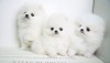 Pomeranian boo