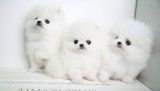 pomeranian boo