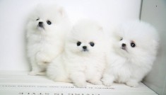 pomeranian boo