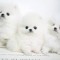 pomeranian boo