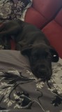 Dog German Marele danez great dane