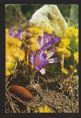 CPIB 20044 CARTE POSTALA - FELICITARE - BRANDUSE, PAPADIE foto