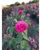 Trandafiri Sachsengruss (Dulceata) Rădăcină Nudă, Parfum Delicios, Fructe Dulceață, Plantare Ușoară, Romantism &icirc;n Grădină