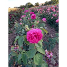 TRANDAFIRI Sachsengruss (Trandafir De Dulceata) - RADACINA NUDA