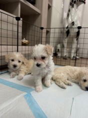 5 puiuti bichon fris&eacute; cauta casuta.