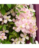 Planta Clematis montana var. rubens P9, ghiveci 9cm, Oem