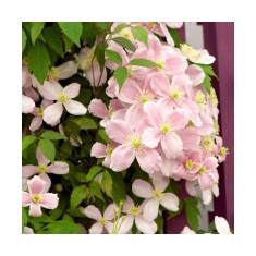 Planta Clematis montana var. rubens P9, ghiveci 9cm