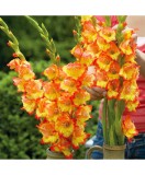 Bulb, Gladiole, Princess margareth rose, Calibru 8/10