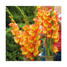 Bulb, Gladiole, Princess margareth rose, Calibru 8/10
