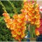 Bulb, Gladiole, Princess margareth rose, Calibru 8/10