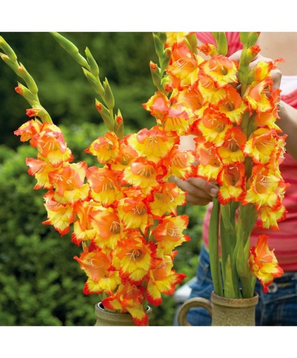 Bulb, Gladiole, Princess margareth rose, Calibru 8/10