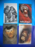 HOPCT LOT NR 435 MAIMUTA / MAIMUTE -FAUNA -4 CARTI POSTALE-NECIRCULATE, Circulata, Printata