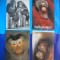 HOPCT LOT NR 435 MAIMUTA / MAIMUTE -FAUNA -4 CARTI POSTALE-NECIRCULATE