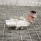 Supapa EGR LAND ROVER RANGE ROVER SPORT L320 2009 OEM: AH22-313100-AB,9H2Q-6C860-DB,1043812S02 10603884