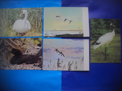 HOPCT LOT NR 1013 PASARI DIN DELTA -FAUNA -5 CARTI POSTALE-NECIRCULATE foto